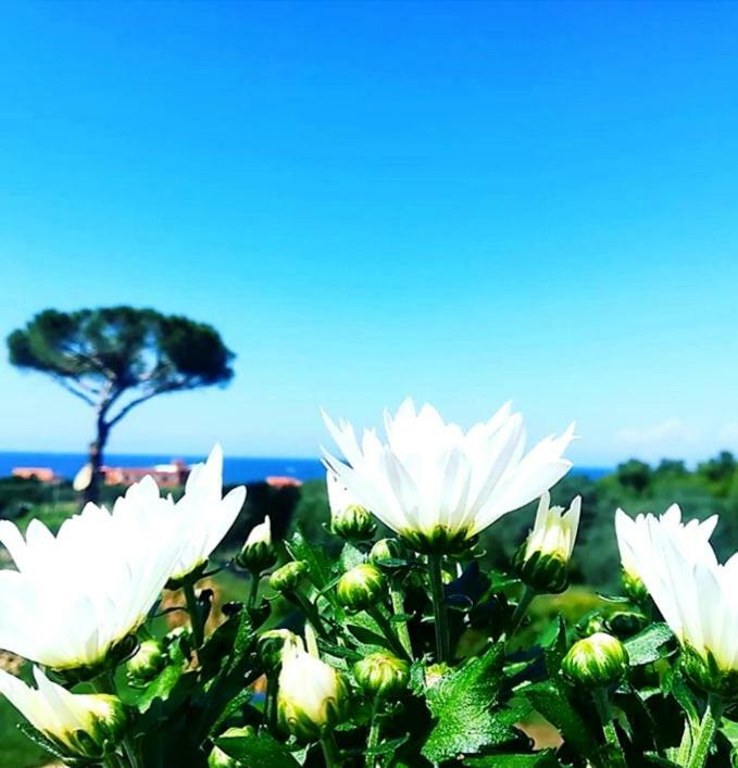 B&b Il sogno Santa Maria di Castellabate Eksteriør billede